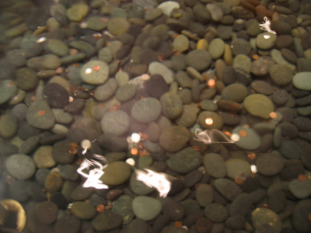 A Kiss of the Lotus