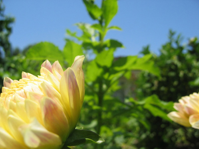 A Kiss of the Lotus