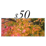 $50 Loving Lotus Gift Certificate